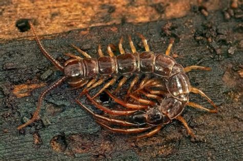 歐洲蜈蚣|Lithobius forficatus